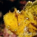 scorpionfish_leaf_db_h_0705_png2157.jpg
